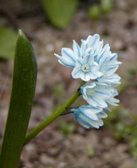 Puškinie (Puschkinia)