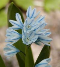 Puškinie (Puschkinia)