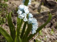 Puškinie (Puschkinia)