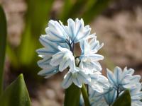 Puškinie (Puschkinia)