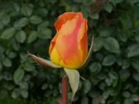 Růže 'Whisky' - Velkokvěté růže, čajohybridy