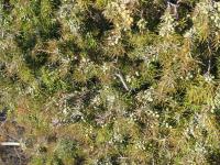 Jalovec obecný (Juniperus communis)