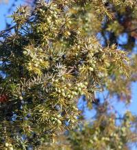 Jalovec obecný (Juniperus communis)