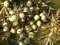 Jalovec obecný (Juniperus communis)