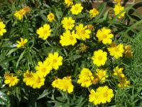 Krásnoočko velkokvěté (Coreopsis grandiflora)