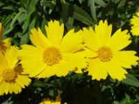 Krásnoočko velkokvěté (Coreopsis grandiflora)