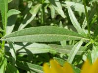 Krásnoočko velkokvěté (Coreopsis grandiflora)