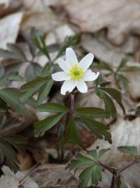 Sasanka hajní (Anemone nemorosa)