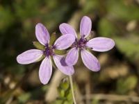 Erodium cicutarium - pumpava obecná