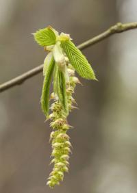 Habr obecný (Carpinus betulus)