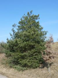 Borovice lesní (Pinus sylvestris)
