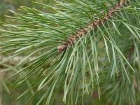 Borovice lesní (Pinus sylvestris)