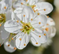 Trnka obecná (Prunus spinosa)