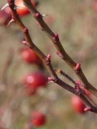 Růže šípková (Rosa canina)