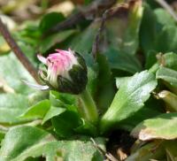 Sedmikráska obecná (Bellis perennis)