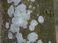 Děratka (Pertusaria)