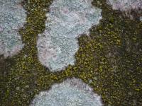 Děratka (Pertusaria)