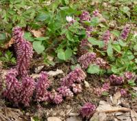 Podbílek šupinatý (Lathraea squamaria)