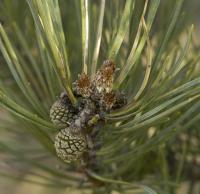 Borovice lesní (Pinus sylvestris)