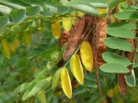 Gewöhnliche Robinie (Robinia pseudoacacia)