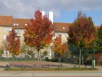 Hrušeň Calleryova 'Chanticleer' (Pyrus calleryana)