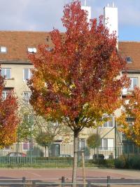 Hrušeň Calleryova 'Chanticleer' (Pyrus calleryana)