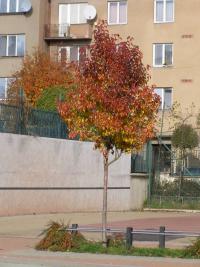 Hrušeň Calleryova 'Chanticleer' (Pyrus calleryana)
