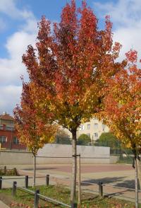 Hrušeň Calleryova 'Chanticleer' (Pyrus calleryana)