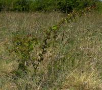 Hloh jednosemenný (Crataegus monogyna)