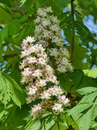 Aesculus hippocastanum jírovec maďal květy, květenství Aesculus hippocastanum jírovec maďal květy, květenství