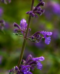 Šanta zkřížená 'Six Hills Giant' (Nepeta x faasenii)