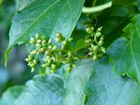 Loubinec trojlaločný 'Veitchii' (Parthenocissus tricuspidata)