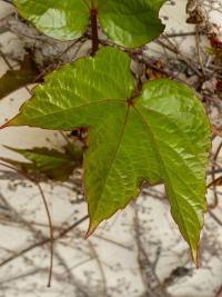 Loubinec trojlaločný 'Veitchii' (Parthenocissus tricuspidata)