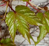 Loubinec trojlaločný 'Veitchii' (Parthenocissus tricuspidata)