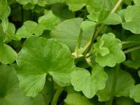 Orsej jarní (Ficaria verna)
