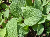 Brutnák lékařský (Borago officinalis)
