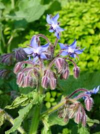Brutnák lékařský (Borago officinalis)
