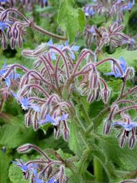 Brutnák lékařský (Borago officinalis)