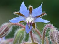 Brutnák lékařský (Borago officinalis)
