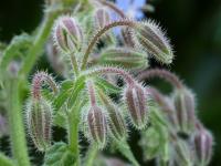 Brutnák lékařský (Borago officinalis)