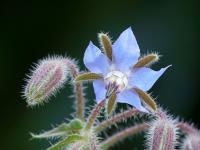 Brutnák lékařský (Borago officinalis)