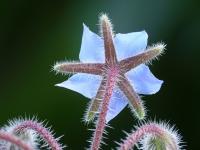 Brutnák lékařský (Borago officinalis)