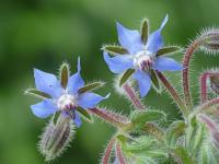 Brutnák lékařský (Borago officinalis)