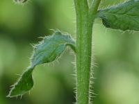 Brutnák lékařský (Borago officinalis)