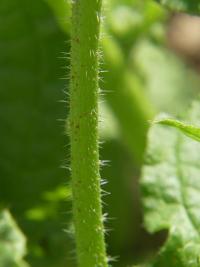 Brutnák lékařský (Borago officinalis)