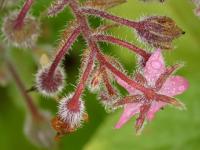 Brutnák lékařský (Borago officinalis)