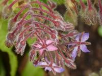 Brutnák lékařský (Borago officinalis)
