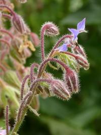Brutnák lékařský (Borago officinalis)