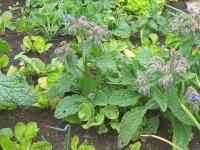 Brutnák lékařský (Borago officinalis)
