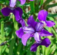 Kosatec sibiřský (Iris sibirica)